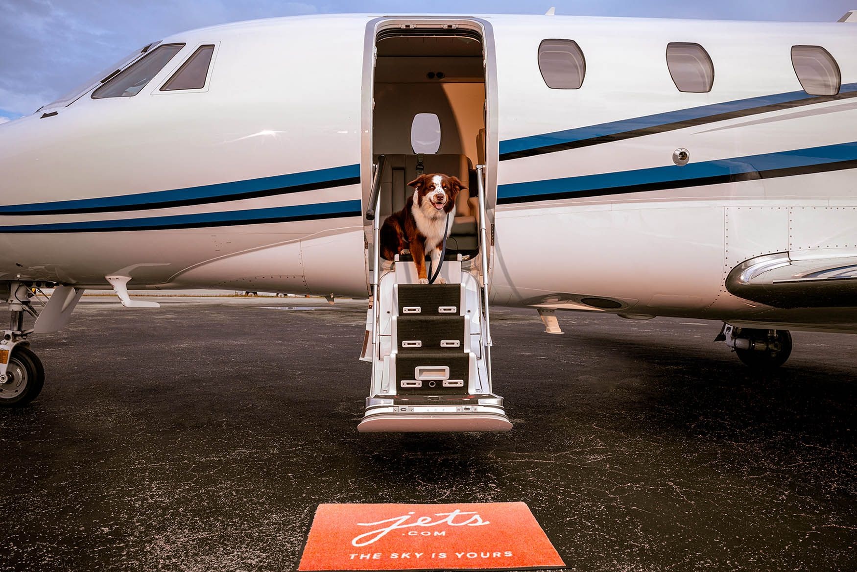 Dog in the doorway of a private jet